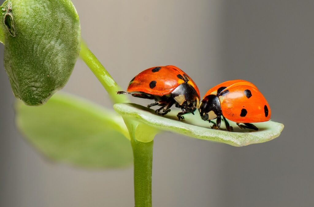 Lady-bugs-on-a-leaf