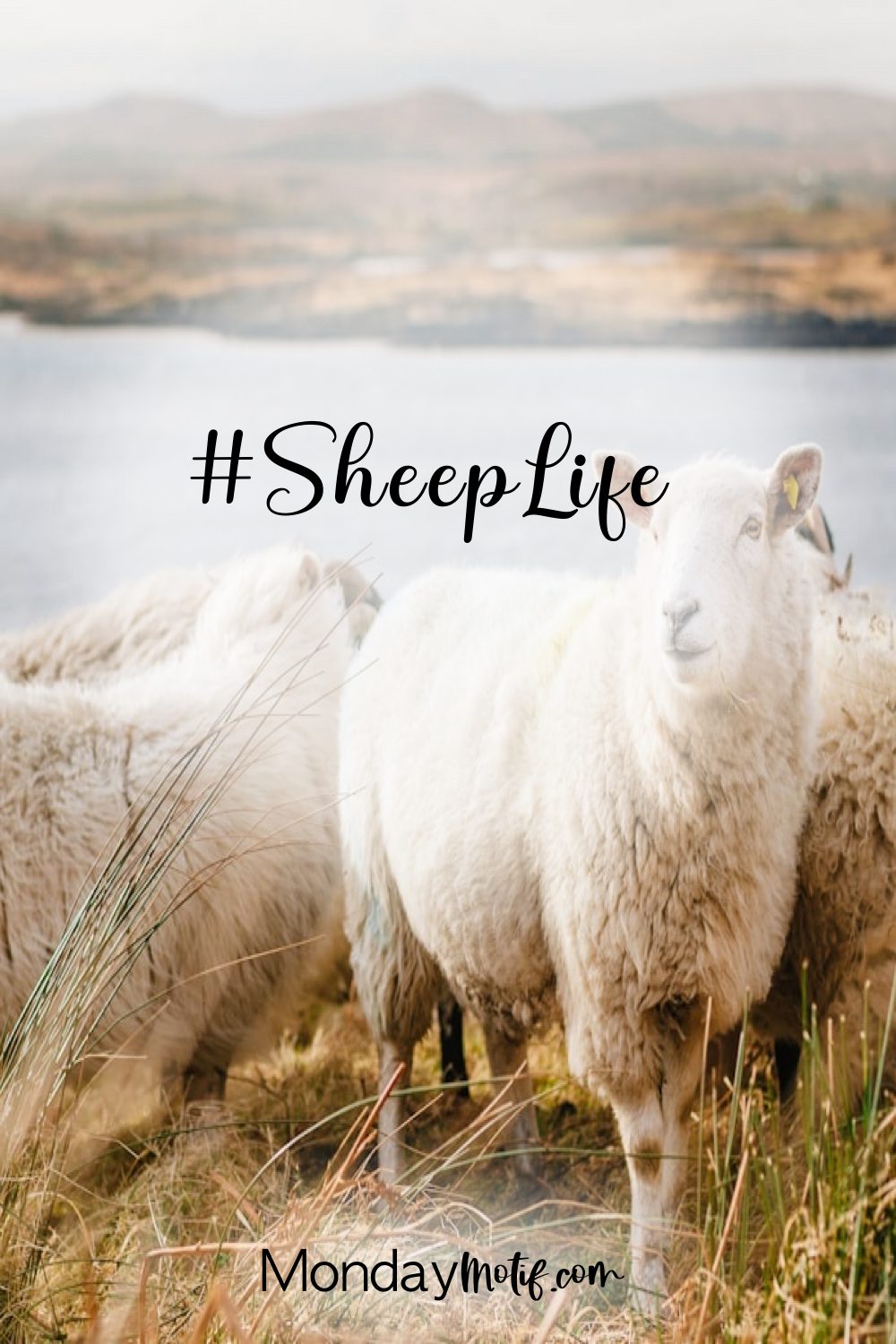 sheep-with-water-and-sheep-life-text