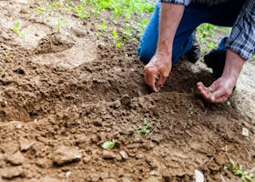 Close-up of a person planting seeds in soil, emphasizing gardening and cultivation.