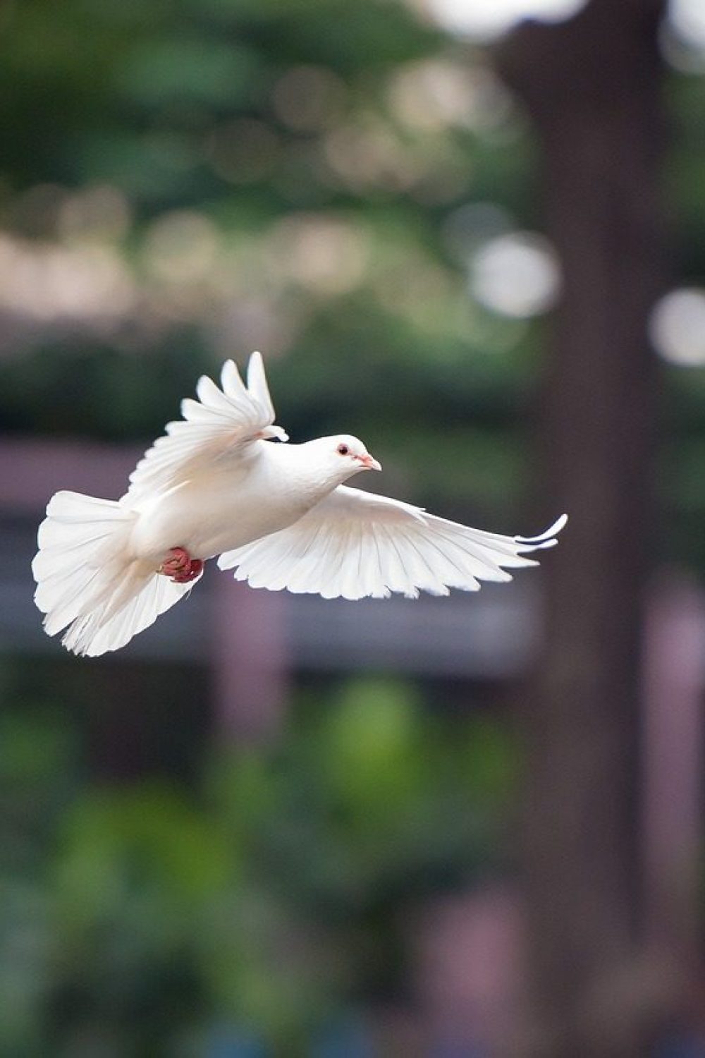 bird, dove, flying dove-4062359.jpg