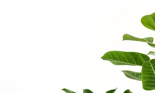 plant-homepage plant-homepage